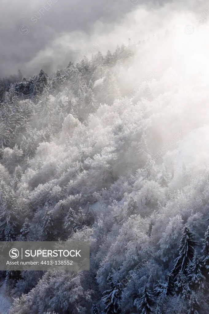 Mist on the Vosges forest in winter Petit Ballon France