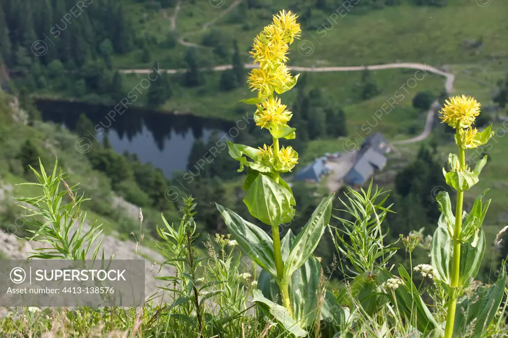 Yellow gentian flowers above Lake Forlet Vosges France