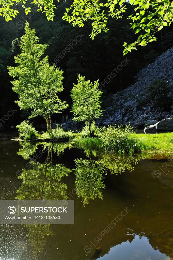 Birches on Lake of Fishboedlé and scree Vosges France