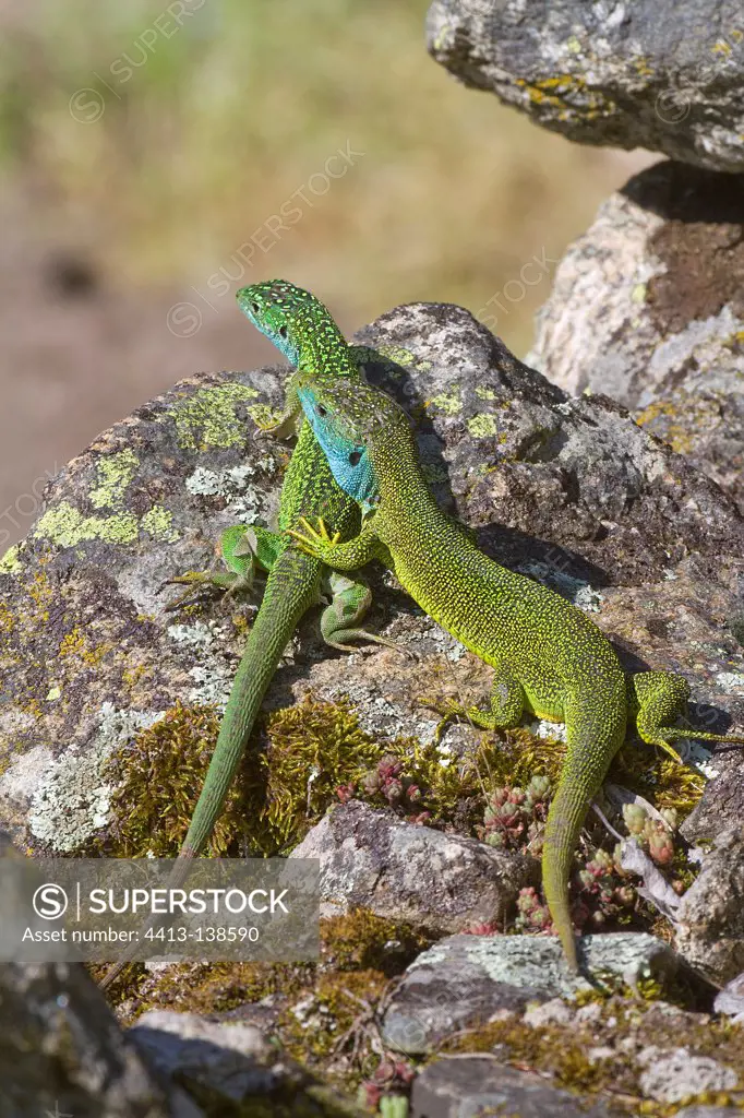 Couple of green lizards on scree Ardeche France