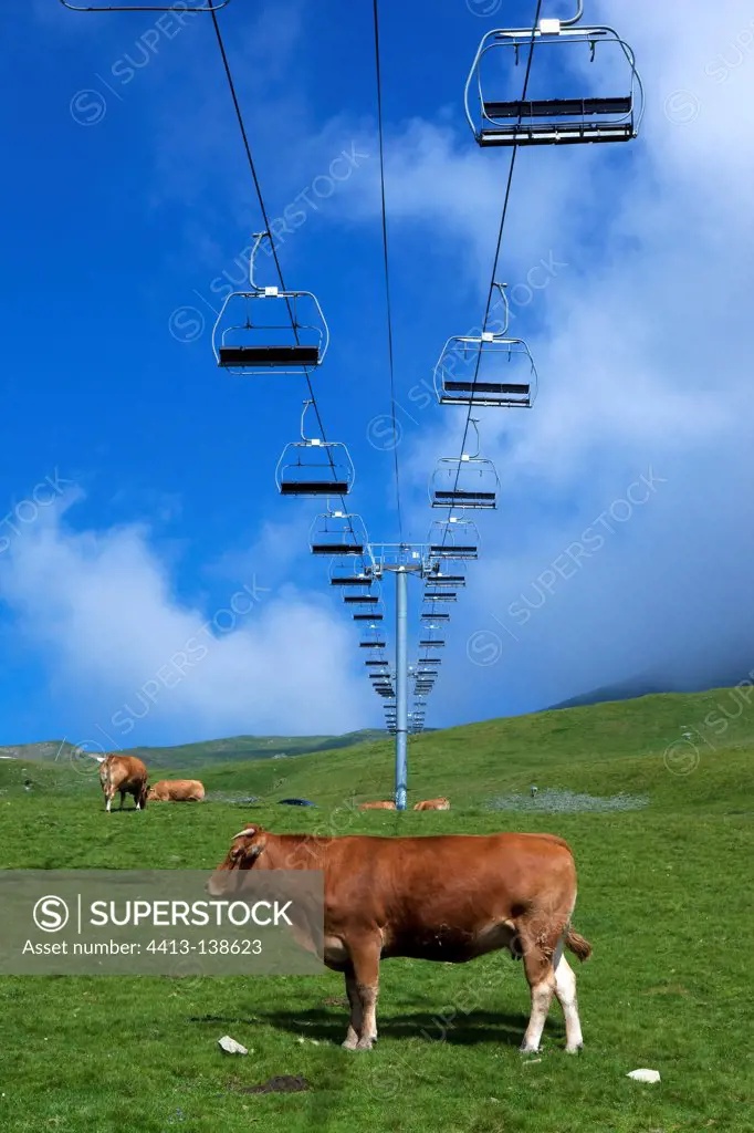 Cows under montain lift in Hautes-Pyrénées France