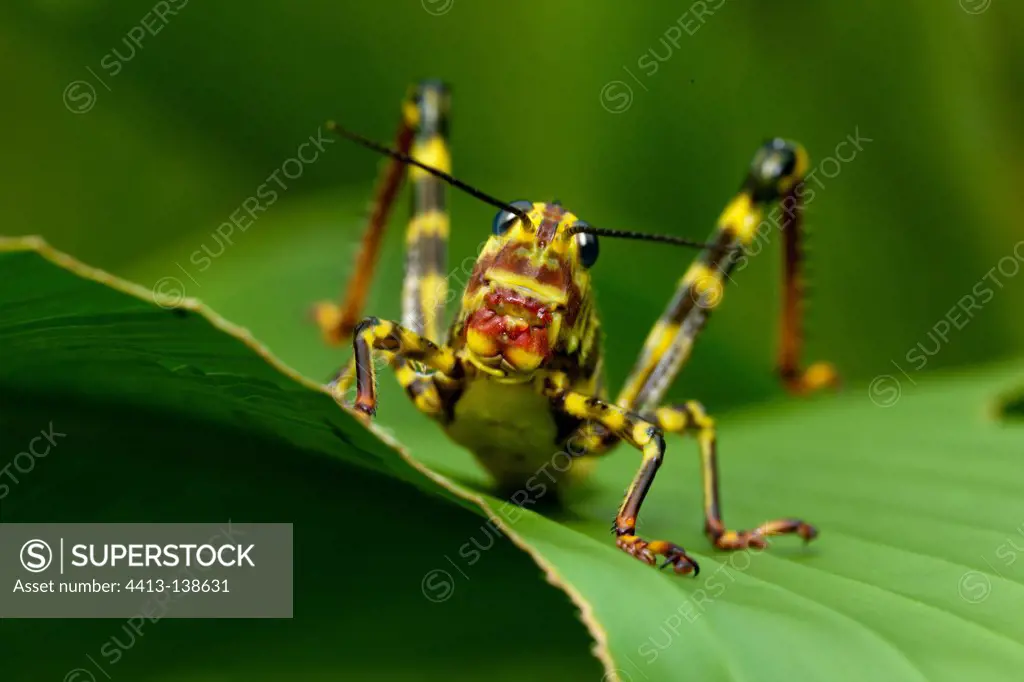 Grasshopper on a leaf PN Corcovado in Costa Rica