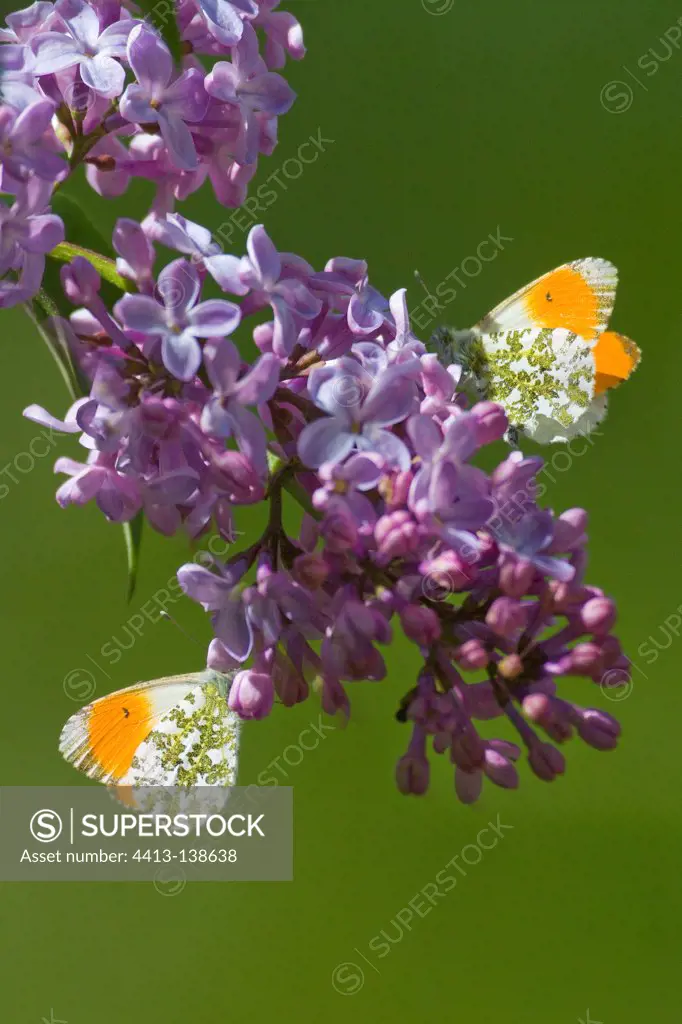 Orange tips foraging on lilac flowers Ardeche France