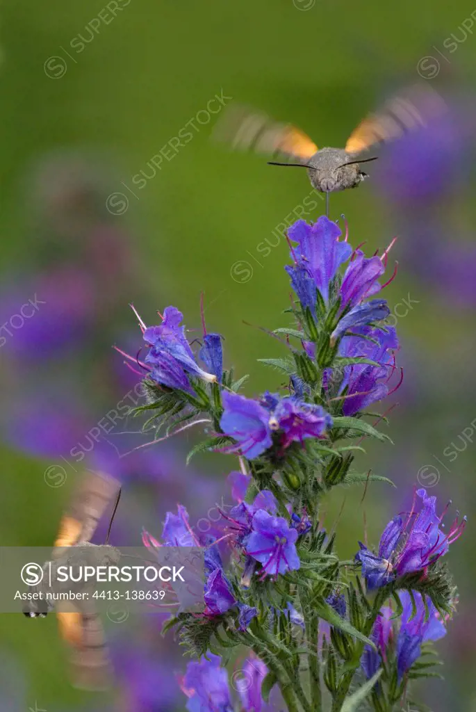 Olive Bee Hawk moth gathering nectar from blueweed France