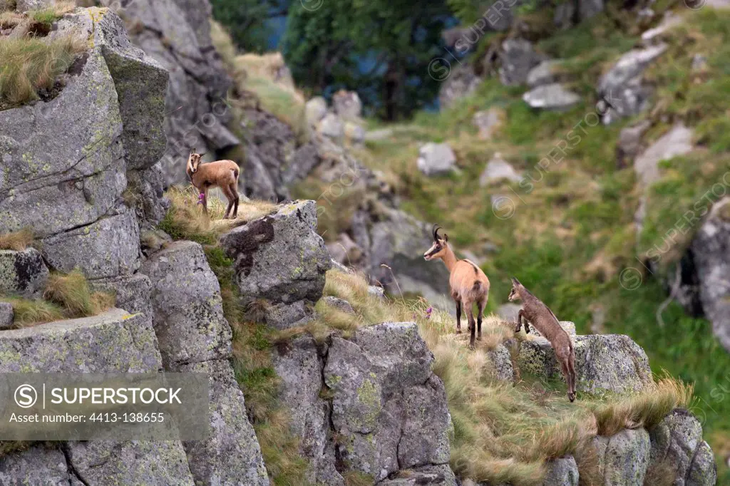 Chamois and youth in the rocks Honheck Vosges France