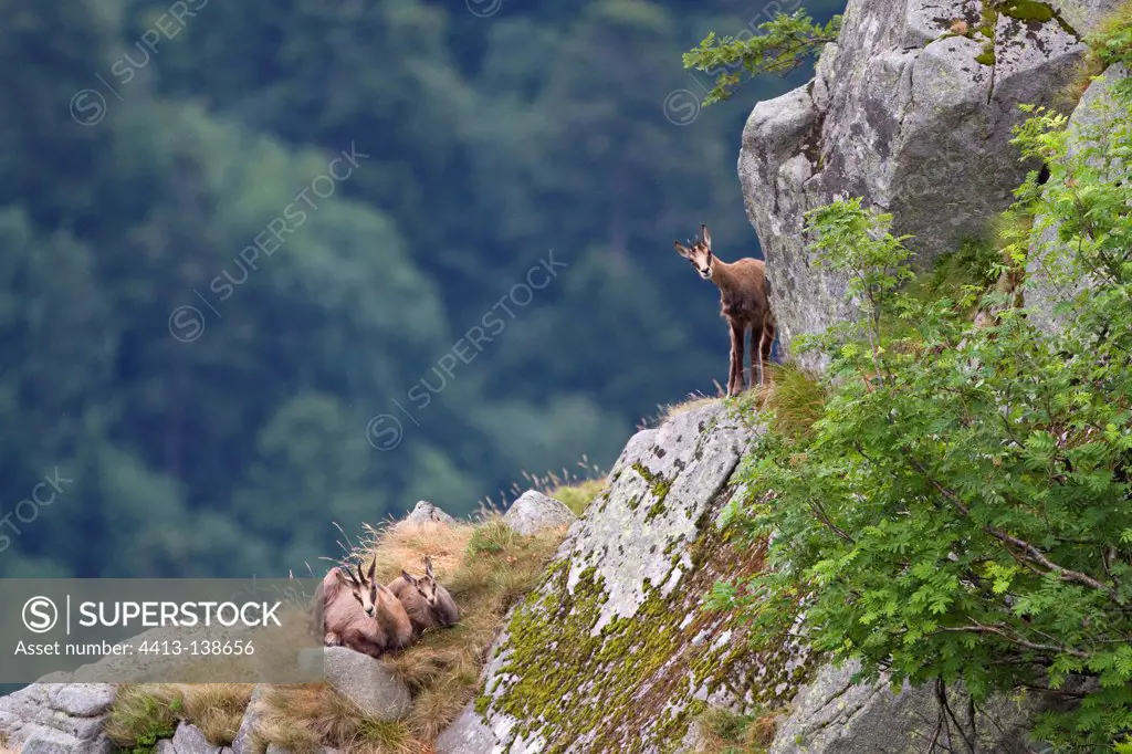 Chamois and youth in the rocks Honheck Vosges France