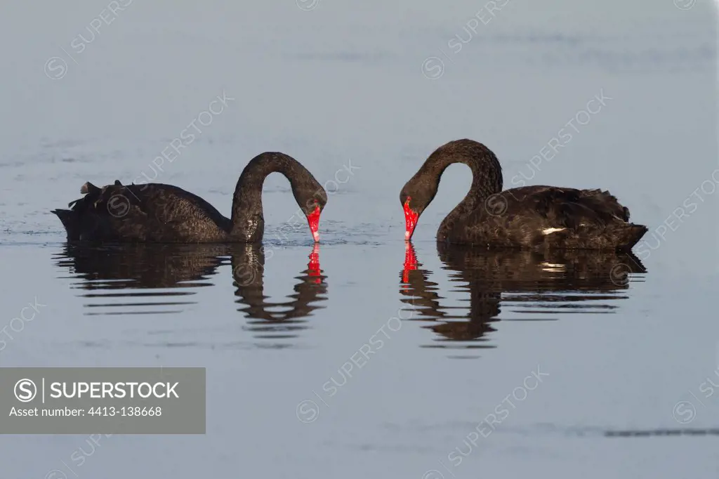 Couple of Black Swans face to face Salins des Pesquiers