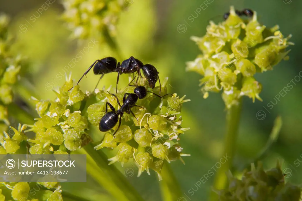 Black ants eating an umbelliferous Ardeche France