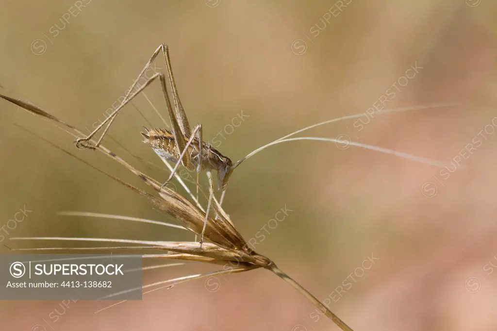 Grasshopper on a dry grass Massif des Maures France