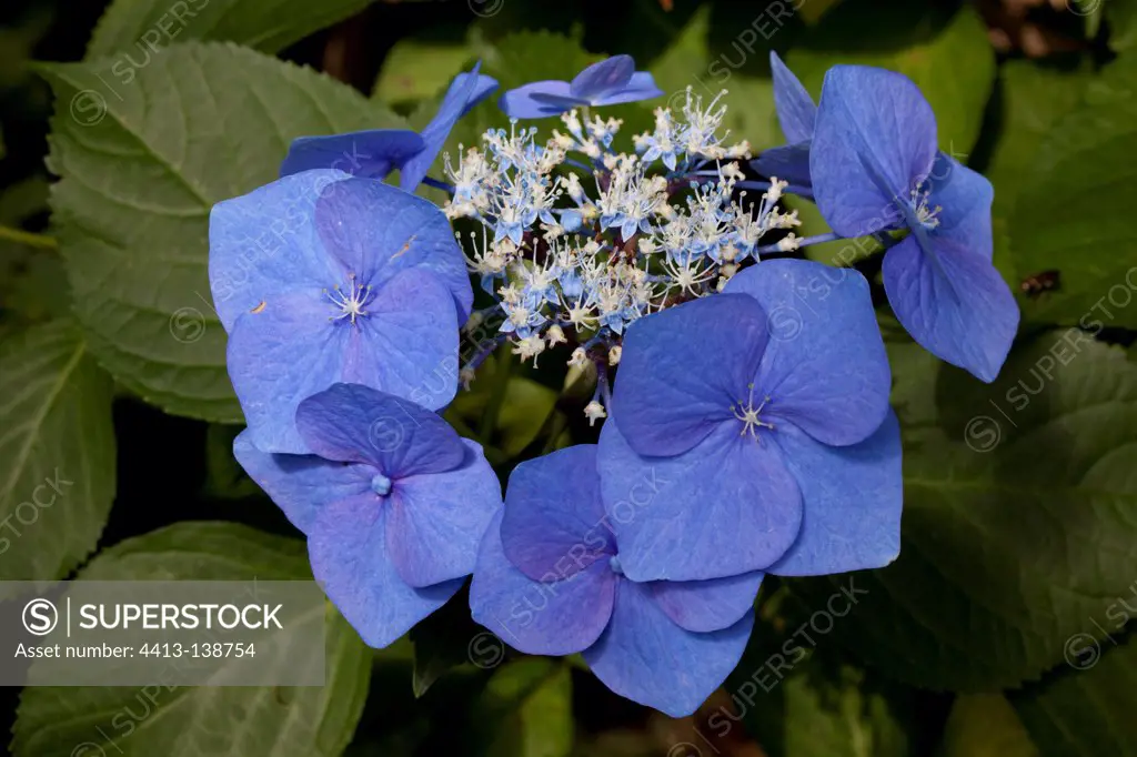Hydrangea 'Blaumeise' in bloom in a garden