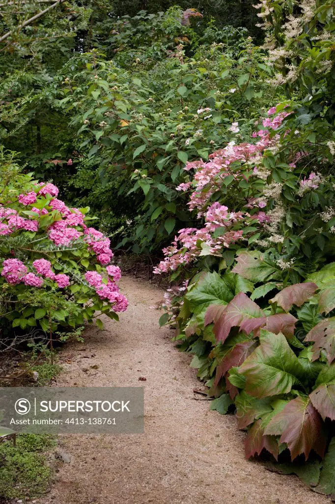 Hydrangeas 'R F Felton' and 'Klaveren' in bloom in a garden