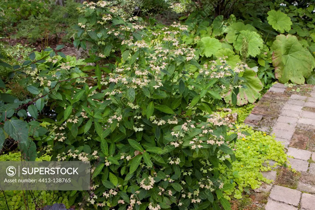 Hydrangea 'Shishidanka' in bloom in a garden