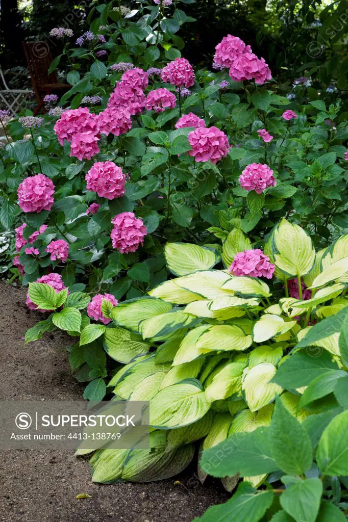 Hydrangea 'Draps Wonder' and hosta in a garden