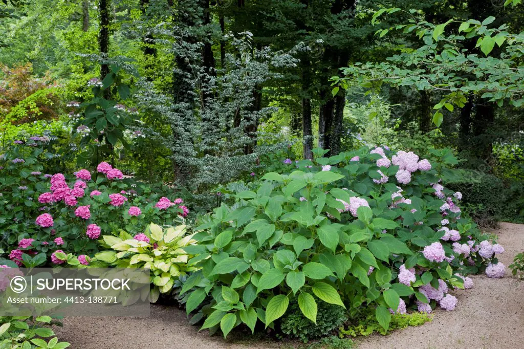Hydrangeas 'Draps Wond' and 'Nikko Blue' in a garden
