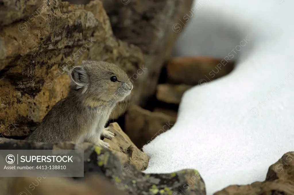 Pika on rock and first snow Rock Glacier Canada