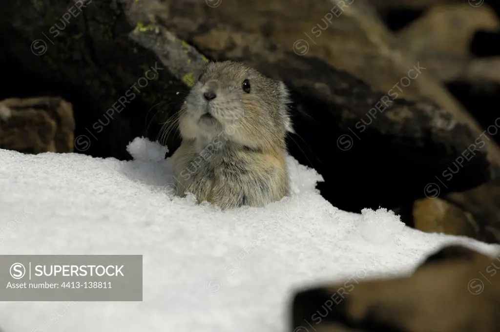 Pika on first snow and rock Rock Glacier Canada