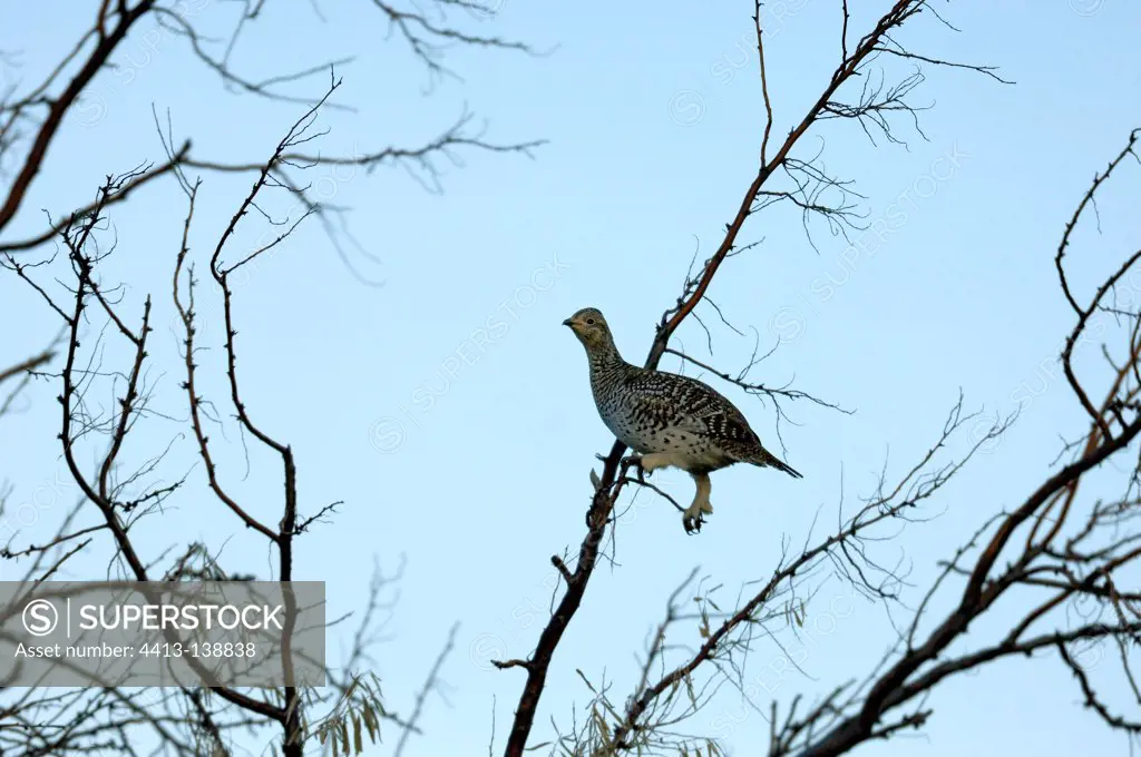 Sharp-tailed grouse on a branch Writing-on-Stone Canada
