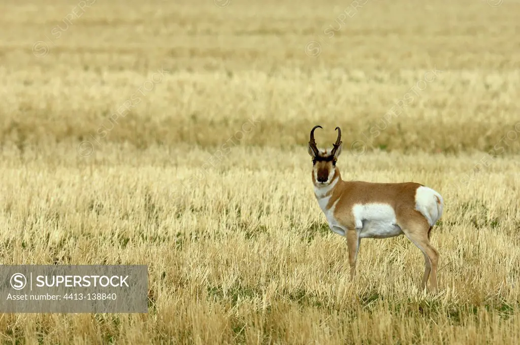 Pronghorn in the cereal plains of Alberta Canada