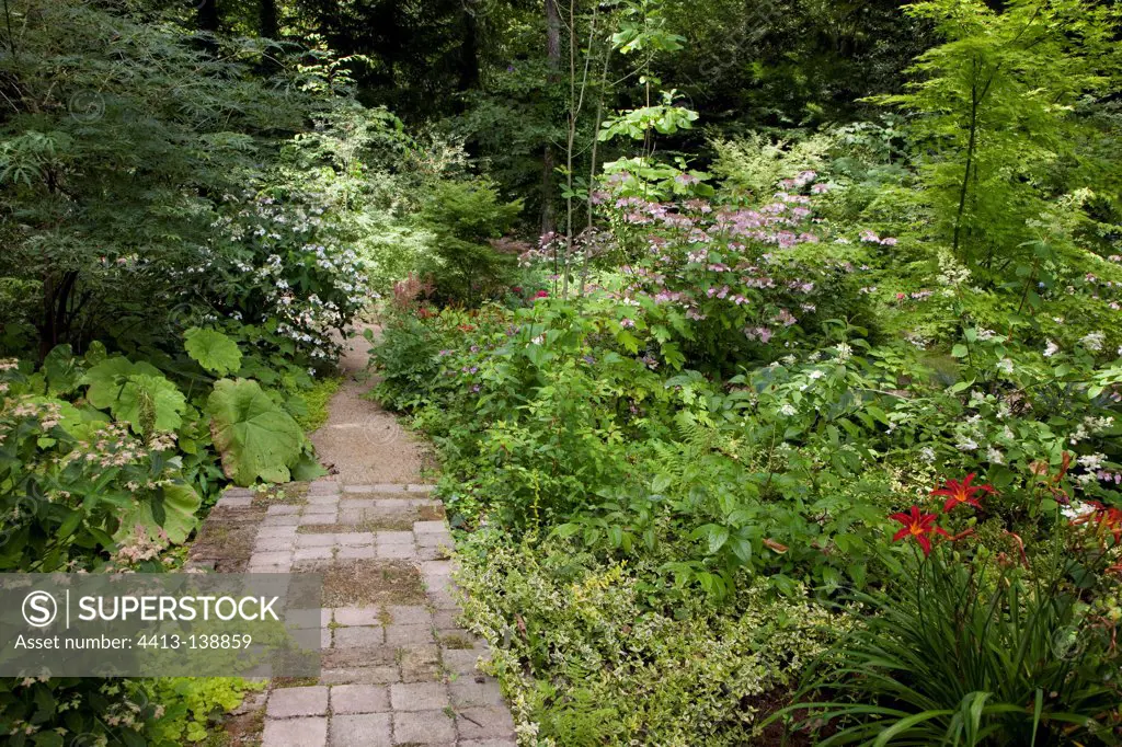 Paved path with hydrangeas in bloom in a garden