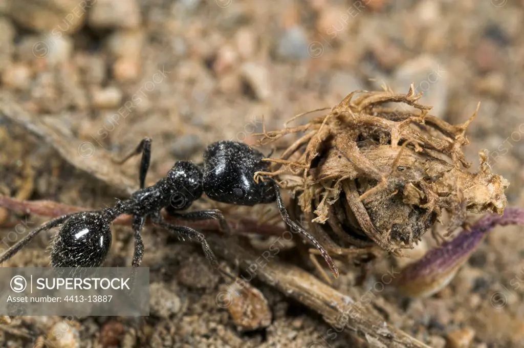 Mediterranean ant eating