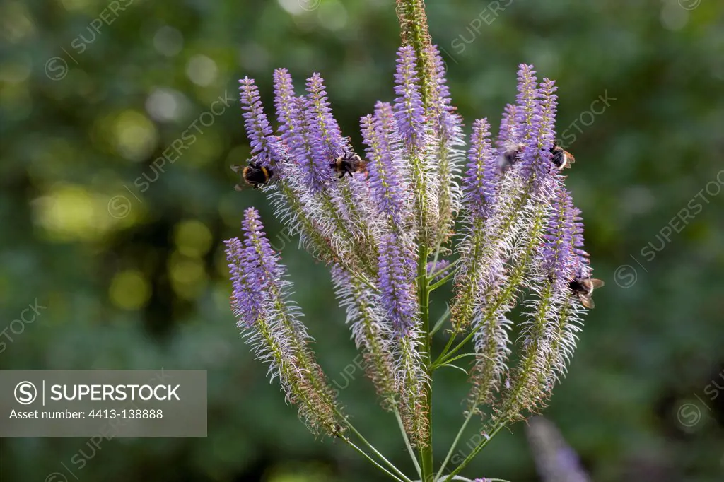 Bumblebees gathering nectar on veronicastrum flowers
