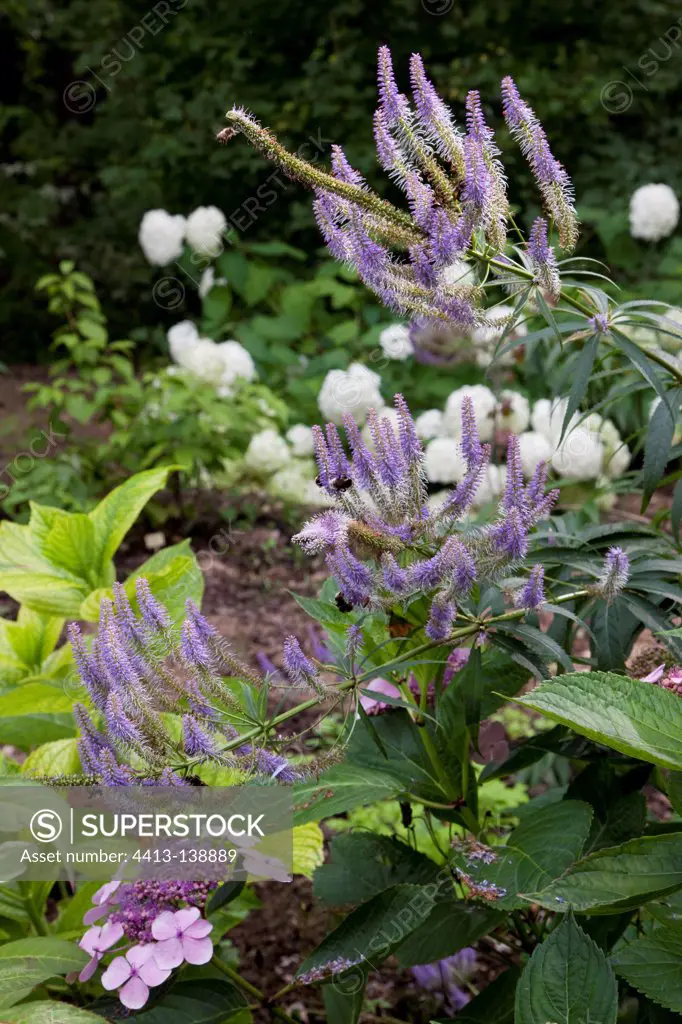 Bumblebees gathering nectar on veronicastrum flowers