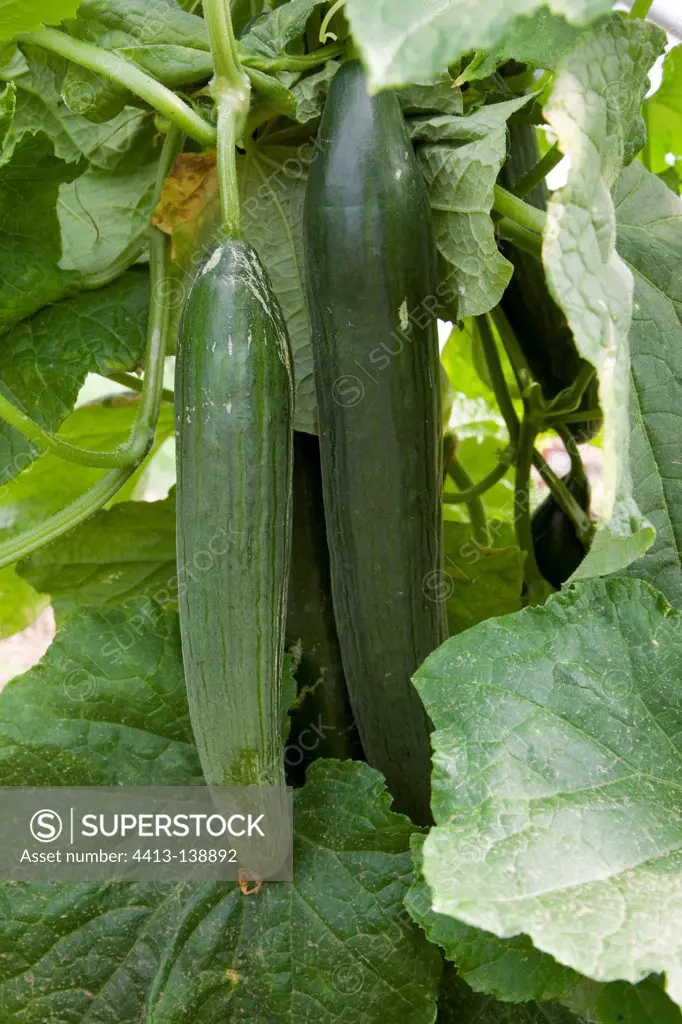 Cucumbers 'Aramon' in an organic kitchen garden