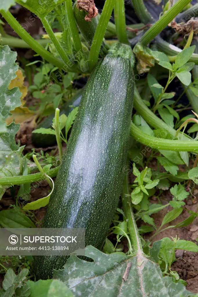 Zucchini 'Verte Maraîchère' in an organic kitchen garden