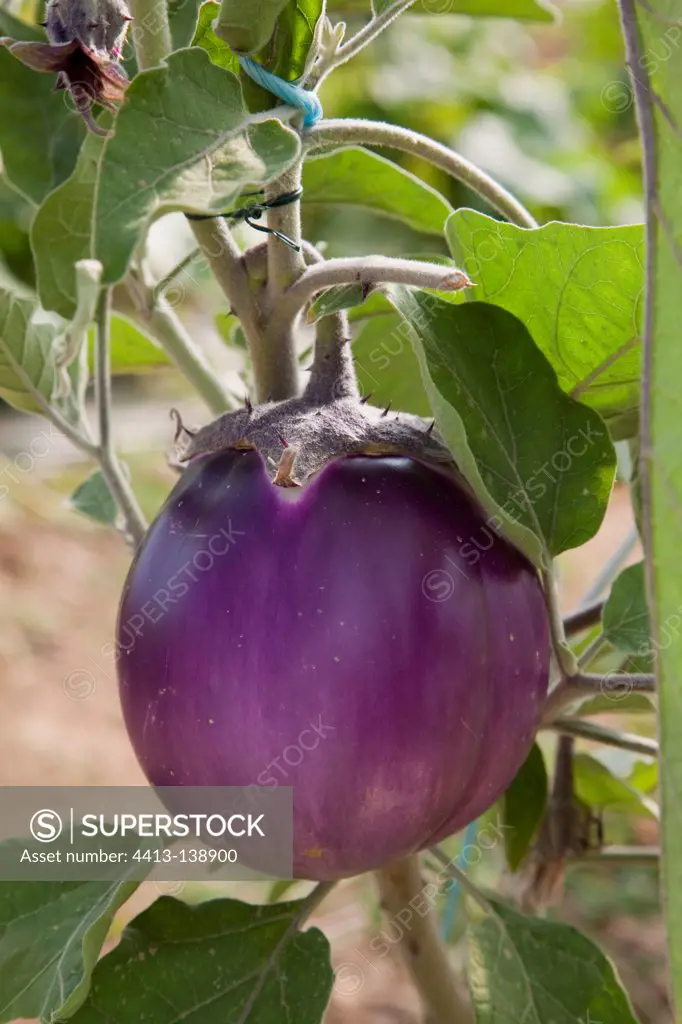 Eggplant 'Blanche violette de Florence' in a kitchen garden