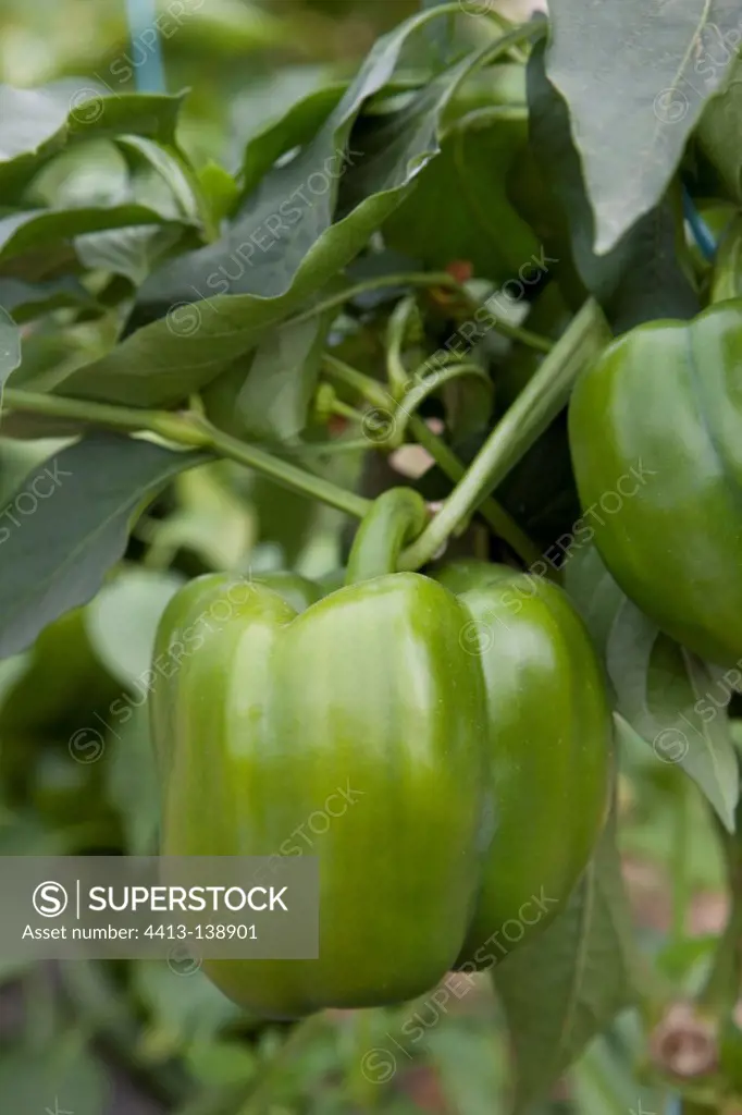 Pepper 'Boule de Turquie' in a kitchen garden