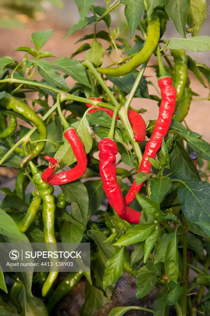 Cayenne hot peppers in an organic kitchen garden