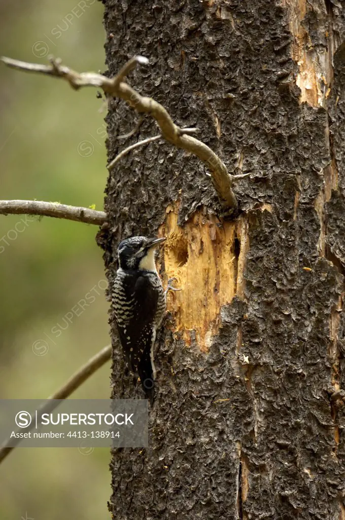 Three-toed woodpecker on a tree trunk Banff NP Alberta Canada