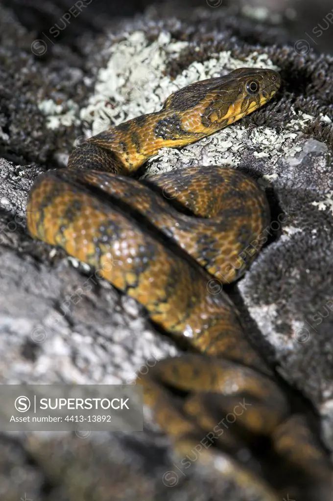 Viperine water snake on a rock