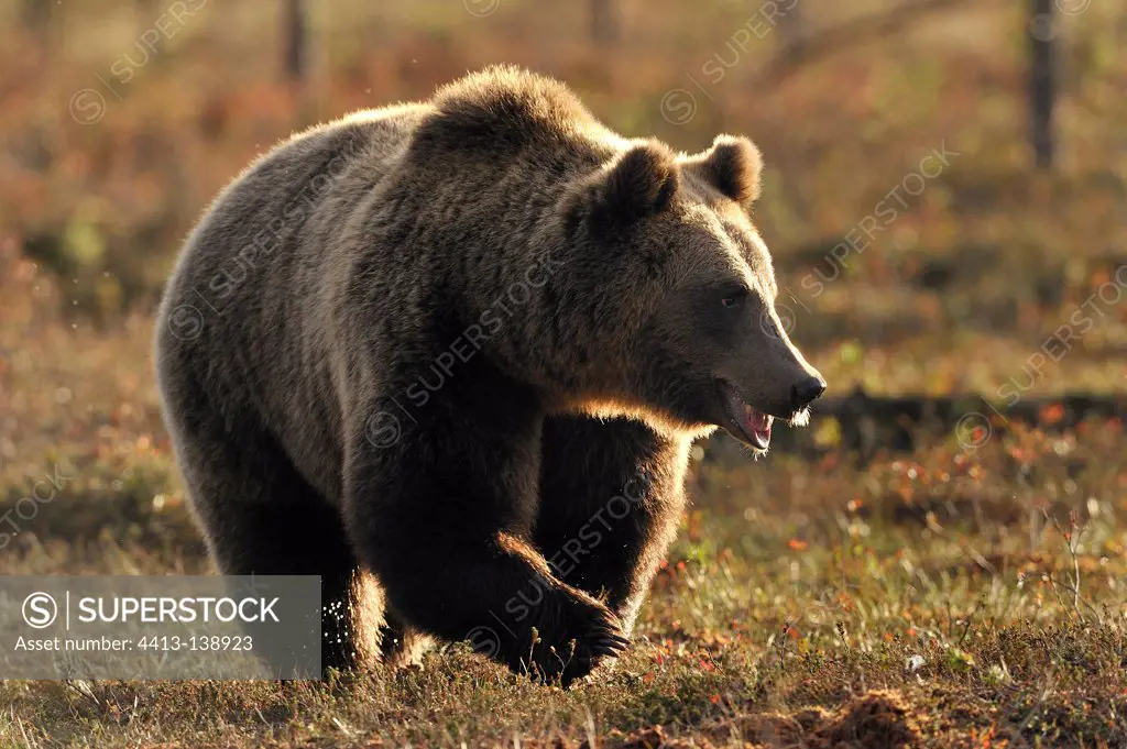 Brown bear walking in a clearing in autumn Finland
