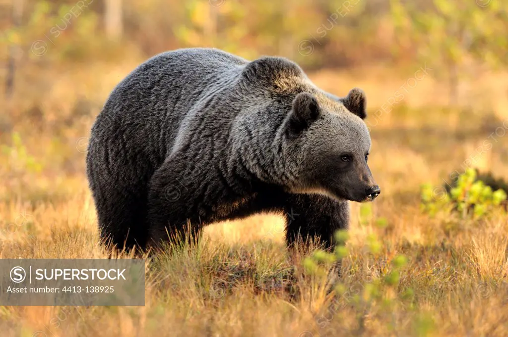 Brown bear walking in a clearing in autumn Finland