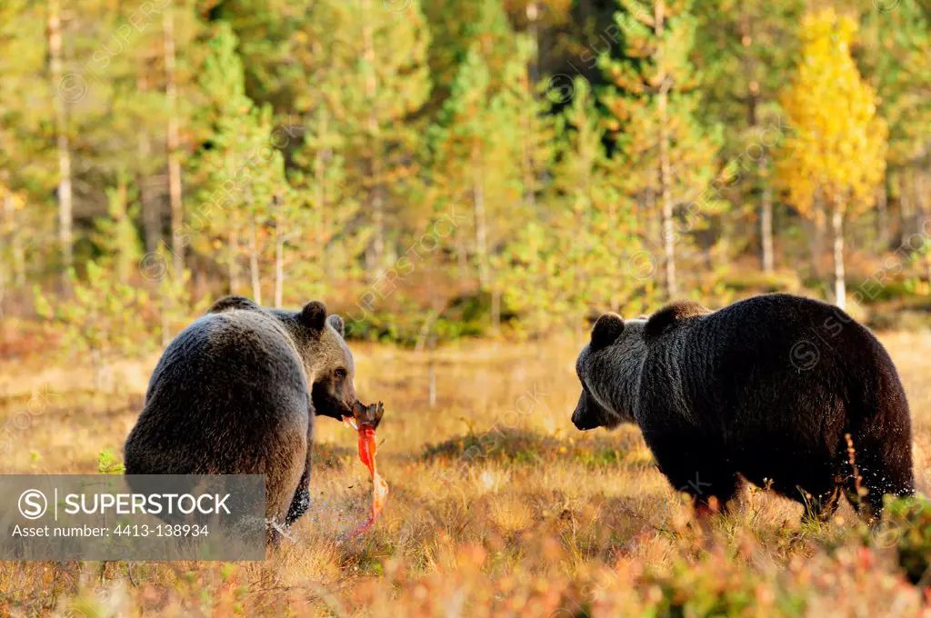 Brown bear taking a piece of salmon to another Bear Finland