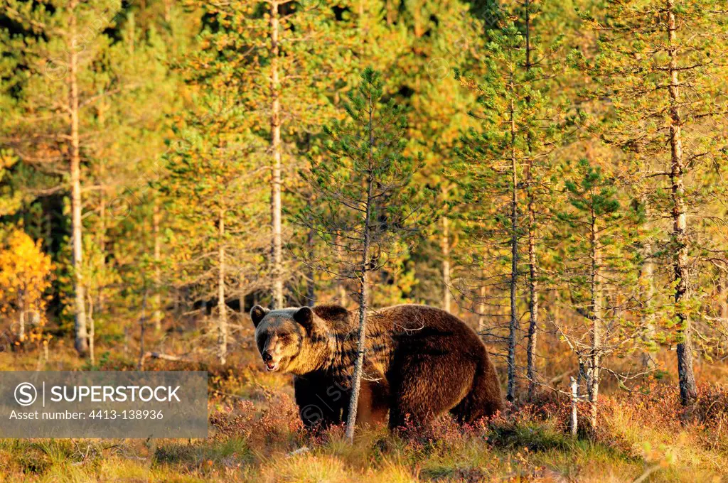 Male brown bear out of the Taiga in autumn Finland