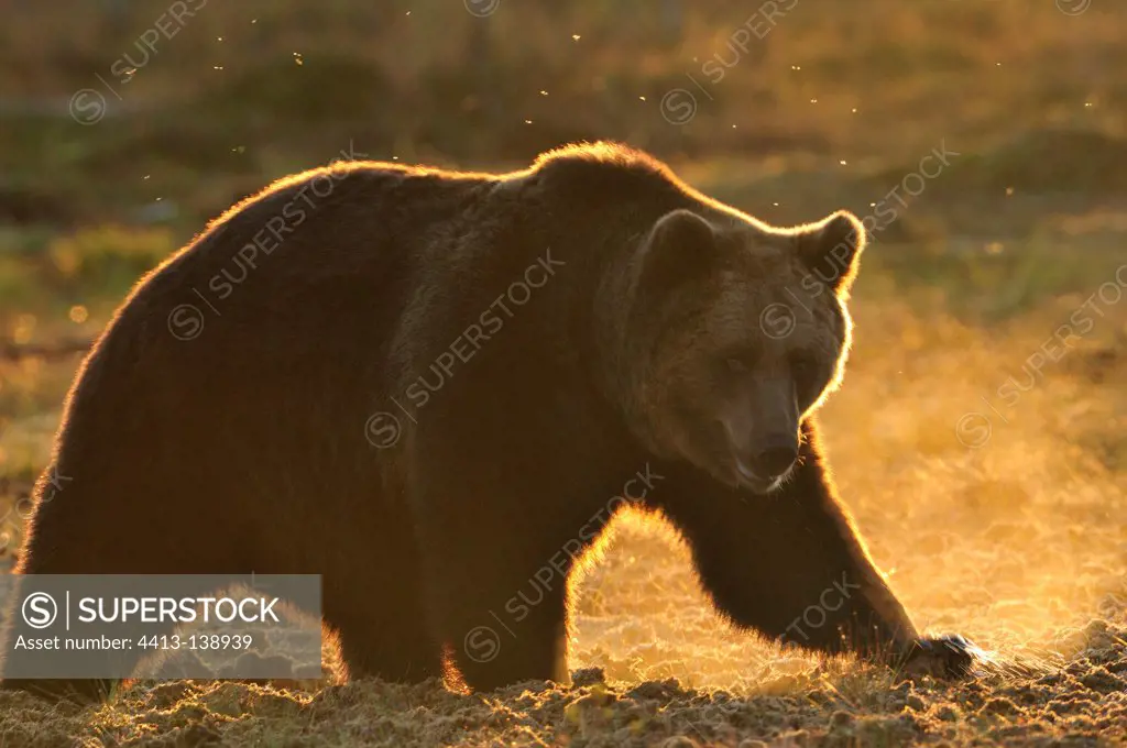 Brown bear backlighting in a clearing in autumn Finland