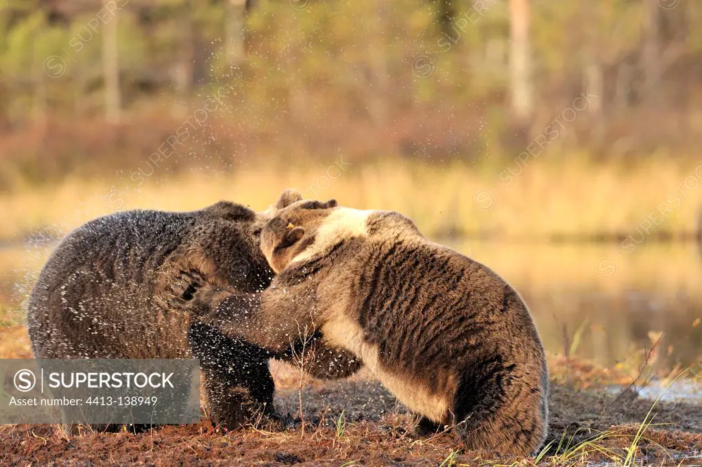 Brown bears fighting in a lake bank in fallFinland