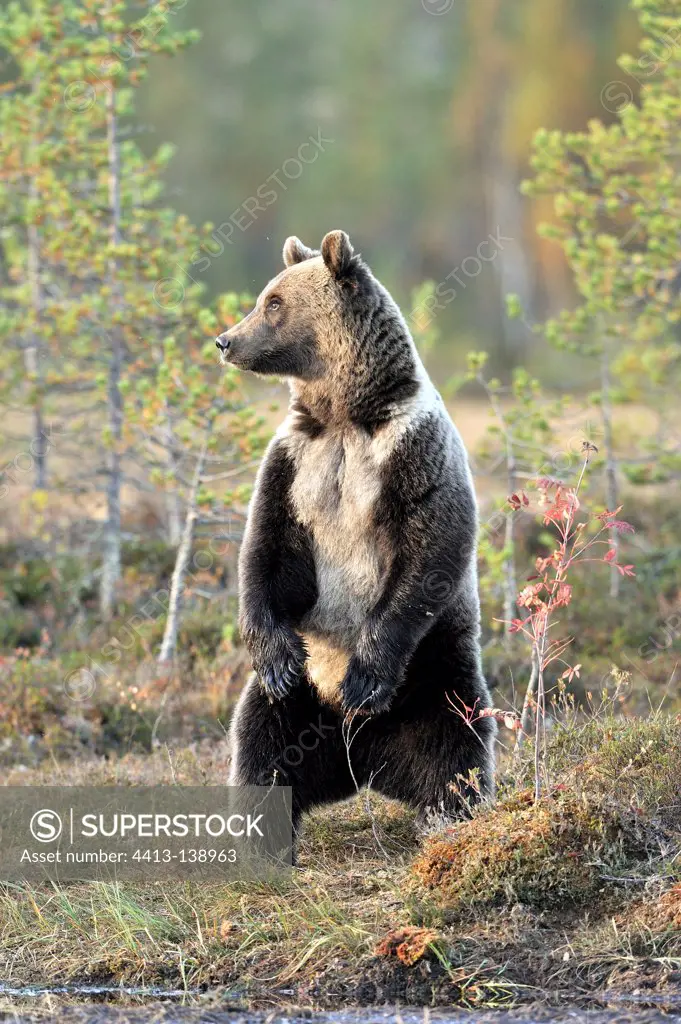 Brown bear standing in a clearing in autumn Finland