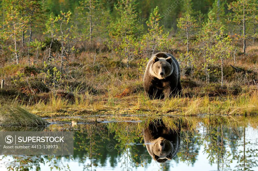 Brown bear and its reflection in a lake in fallFinland