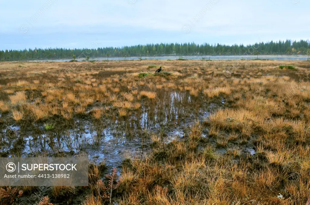 Male Black Grouse in a bog in fallFinland