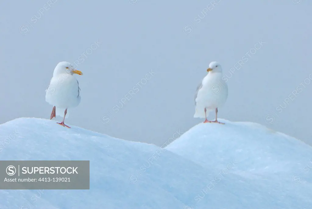 Glaucous gulls on ice Monaco Glacier Svalbard