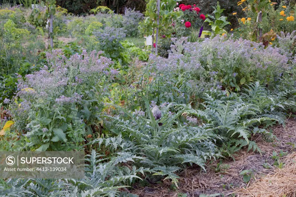 Artichokes and common borage in an organic kitchen garden