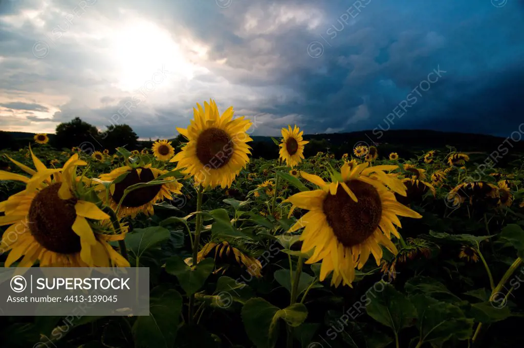 Field of sunflowers and clouds of thunderstorm in Germany