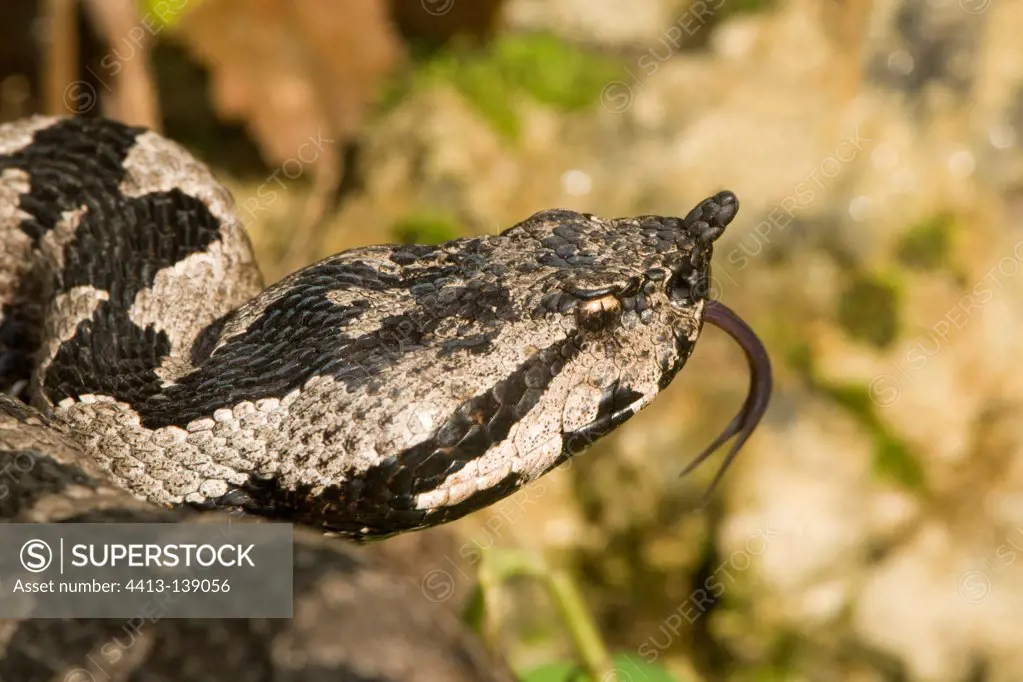 Nose-horned viper male darting the tongue in and out Croatia