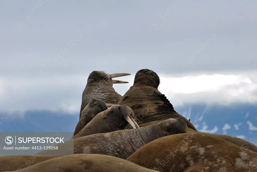 Colony of walruses on shore Prins Karls Forland Svalbard