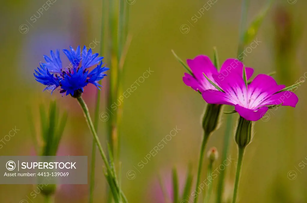 Corn cockle and cornflower weed of cultivation Bavaria Germa