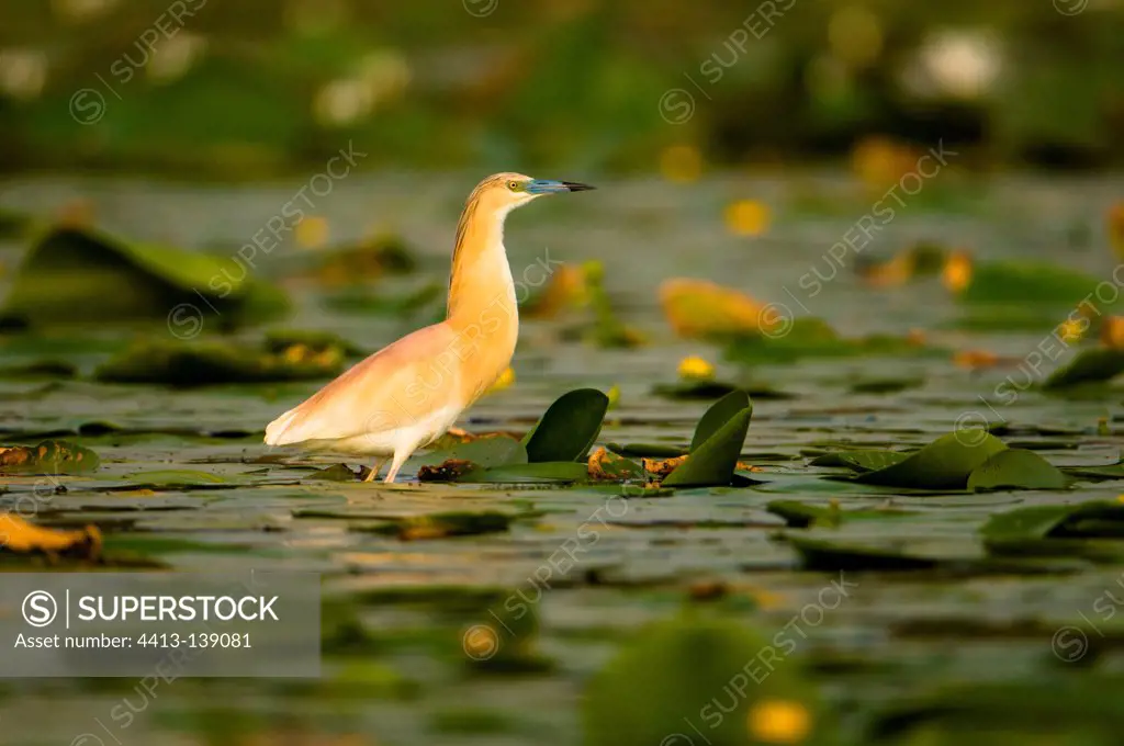 Squacco heron standing on the leafs of water lilies Rumania