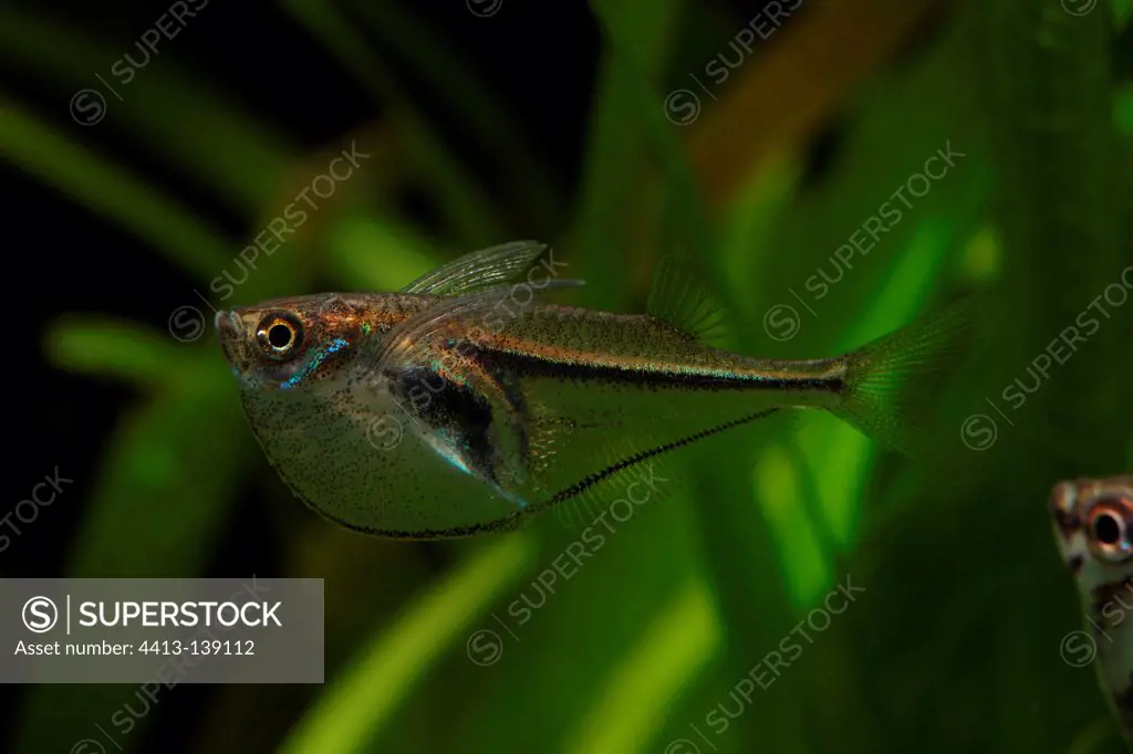 Pygmy hatchetfish Tropical freshwater aquarium